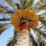 زراعة النخيل في العراق: تدهور مستمر وسط غياب الدعم الحكومي تواجه زراعة النخيل في العراق أزمة حقيقية، حيث انخفضت أعداد النخيل بشكل كبير نتيجة الحروب، والإهمال الحكومي، وعمليات التجريف المستمرة. على الرغم من محاولات إنعاش القطاع في بعض المحافظات، مثل واسط وديالى، فإن هذه الجهود لا تزال غير كافية. ويشكو المزارعون من غياب الدعم الحكومي وارتفاع تكاليف الإنتاج، مما دفع الكثيرين إلى ترك أراضيهم أو تحويلها لمشاريع سكنية. يُعتبر تدخل الحكومة ضرورة ملحّة لإنقاذ هذا الإرث الزراعي، من خلال تقديم الدعم المادي والتقني، وإعادة النظر في السياسات الزراعية للحفاظ على ما تبقى من بساتين النخيل.