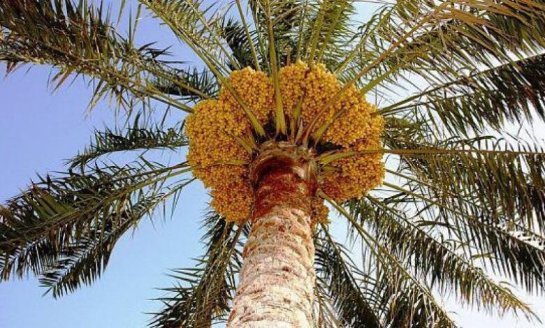 زراعة النخيل في العراق: تدهور مستمر وسط غياب الدعم الحكومي تواجه زراعة النخيل في العراق أزمة حقيقية، حيث انخفضت أعداد النخيل بشكل كبير نتيجة الحروب، والإهمال الحكومي، وعمليات التجريف المستمرة. على الرغم من محاولات إنعاش القطاع في بعض المحافظات، مثل واسط وديالى، فإن هذه الجهود لا تزال غير كافية. ويشكو المزارعون من غياب الدعم الحكومي وارتفاع تكاليف الإنتاج، مما دفع الكثيرين إلى ترك أراضيهم أو تحويلها لمشاريع سكنية. يُعتبر تدخل الحكومة ضرورة ملحّة لإنقاذ هذا الإرث الزراعي، من خلال تقديم الدعم المادي والتقني، وإعادة النظر في السياسات الزراعية للحفاظ على ما تبقى من بساتين النخيل.
