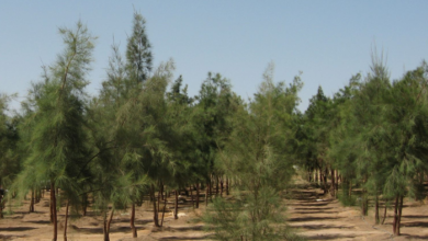 بغداد – دعوات لزيادة الغطاء النباتي في العراق لمواجهة تلوث الهواء ونقص الأوكسجين كشف موقع "نمبيو"، المتخصص في رصد حياة الناس حول العالم، أن كل مواطن عراقي بحاجة إلى 75 شجرة لتغطية احتياجاته من الأوكسجين نتيجة التلوث المتزايد. وأوضح التقرير أن المواطن العراقي الواحد ينتج نحو 1.700 كغم من ثاني أوكسيد الكربون سنويًا بسبب تنقله بالسيارات، مما يشير إلى الحاجة الملحة لزراعة عدد كبير من الأشجار لتحقيق التوازن البيئي وتقليل آثار التلوث.