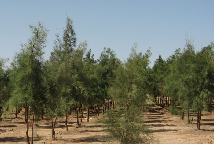 بغداد – دعوات لزيادة الغطاء النباتي في العراق لمواجهة تلوث الهواء ونقص الأوكسجين كشف موقع "نمبيو"، المتخصص في رصد حياة الناس حول العالم، أن كل مواطن عراقي بحاجة إلى 75 شجرة لتغطية احتياجاته من الأوكسجين نتيجة التلوث المتزايد. وأوضح التقرير أن المواطن العراقي الواحد ينتج نحو 1.700 كغم من ثاني أوكسيد الكربون سنويًا بسبب تنقله بالسيارات، مما يشير إلى الحاجة الملحة لزراعة عدد كبير من الأشجار لتحقيق التوازن البيئي وتقليل آثار التلوث.
