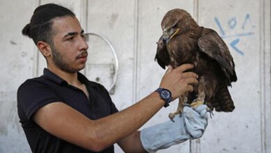 تقرير حول بدء موسم الصيد في العراق مع بدء موسم الصيد في العراق للصقور والغزلان، أعلنت السلطات الأمنية في بغداد، الخميس، عن إصدار ضوابط جديدة تهدف إلى تنظيم دخول الصيادين القادمين من الخارج وممارسة هوايتهم. تتضمن هذه الضوابط فرض رسوم مالية تصل إلى 20 ألف دولار لكل شخص، بالإضافة إلى تحديد مدة وجودهم في البلاد.