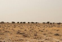 جاموس اهوار ميسان