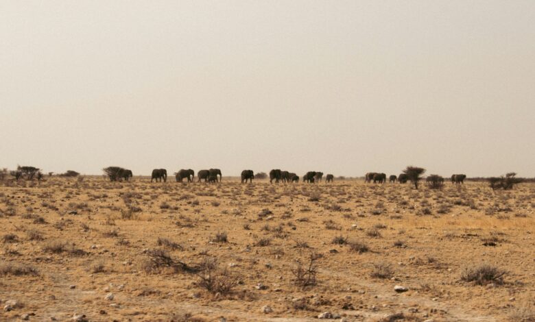 جاموس اهوار ميسان