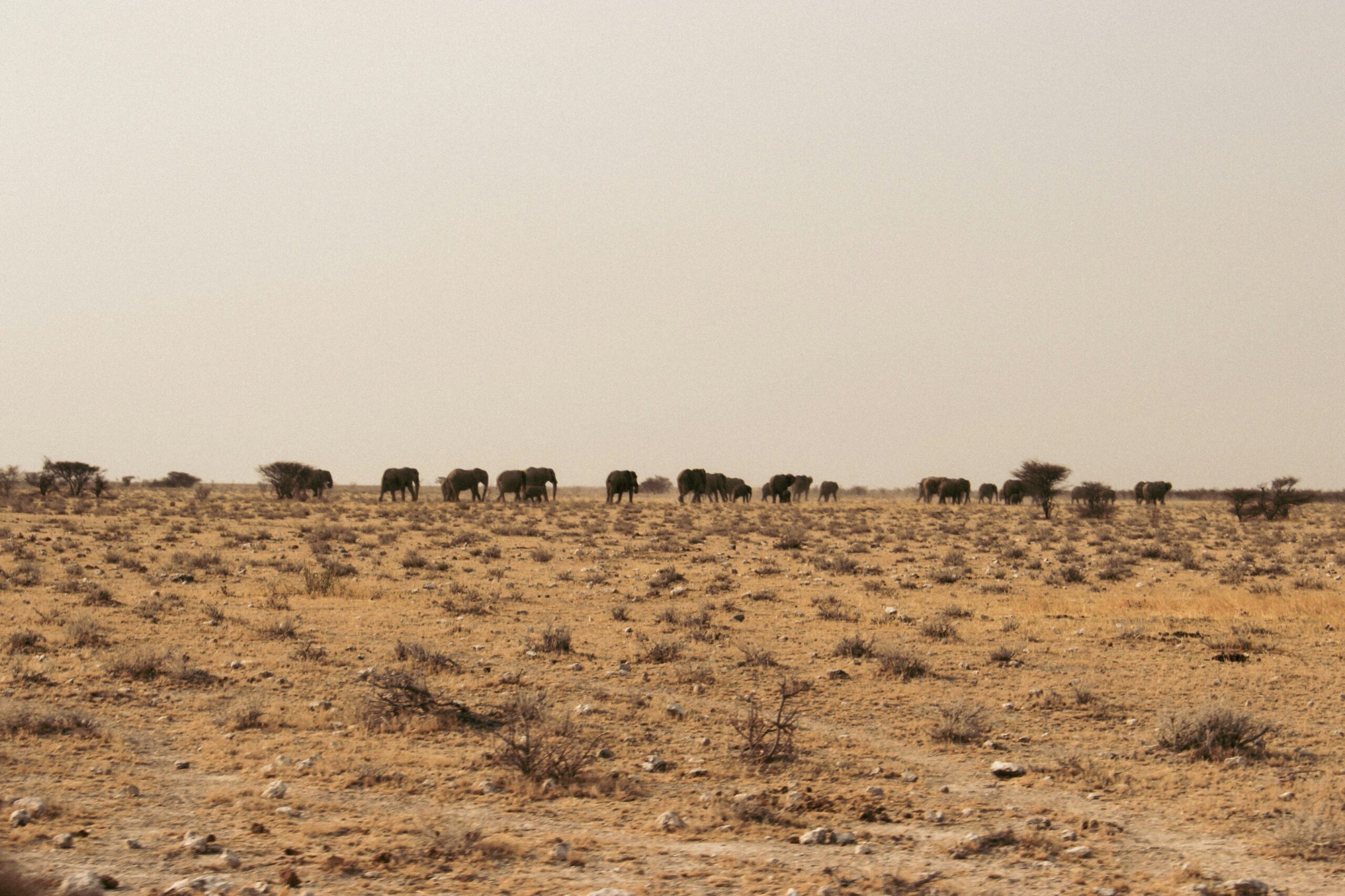جاموس اهوار ميسان